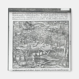 Verbindung eines Wals Magnet