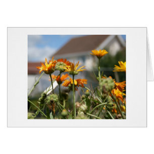 Verblassende Schönheit