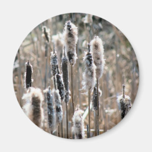 Verblasste Rohrkolben Naturfotografie Magnet