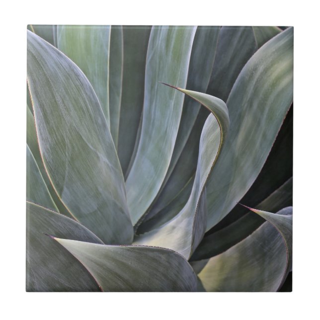 Verblaßtes Succulant Detail, 2017 Fliese (Vorderseite)