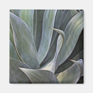 Verblaßtes Succulant Detail, 2017 Magnet