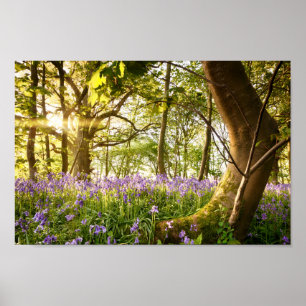 Verbogener Baum im Bluebellwald Poster