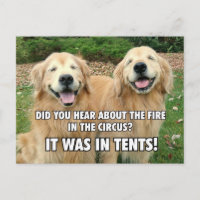 (Verborgen) Fantastischer Golden Retriever Circus 