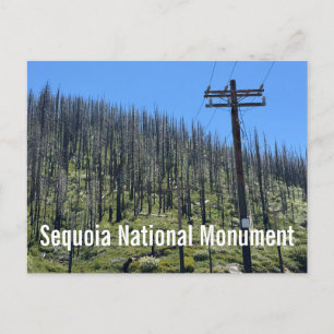 Verbrannte Bäume im Giant Sequoia National Monumen Postkarte