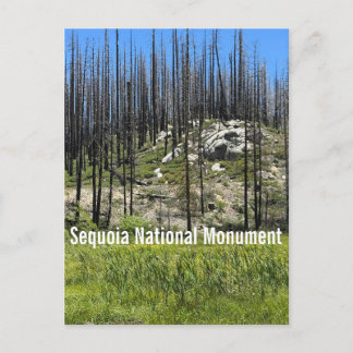 Verbrannte Bäume im Sequoia National Monument Postkarte