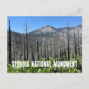 Verbrannte Bäume im Sequoia-Nationalwald Postkarte
