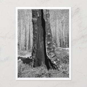 Verbrannte Riesenmammutbäume Postkarte