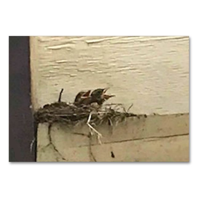 Verbs Chirping Birds Reading Flashcards für Erwach Tischnummer (Vorderseite)