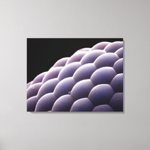 Verbundauge von einem Insekt Leinwanddruck