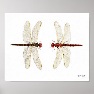 Verbundene Paare veränderten Meadowhawks Aquarells Poster