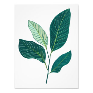 Verdant Elegance: Banana-Blätter auf Whit Fotodruck