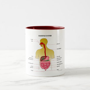 Verdauungssystem… Zweifarbige Tasse