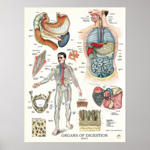 Verdauungstrakt Anatomie Poster Interne Organe