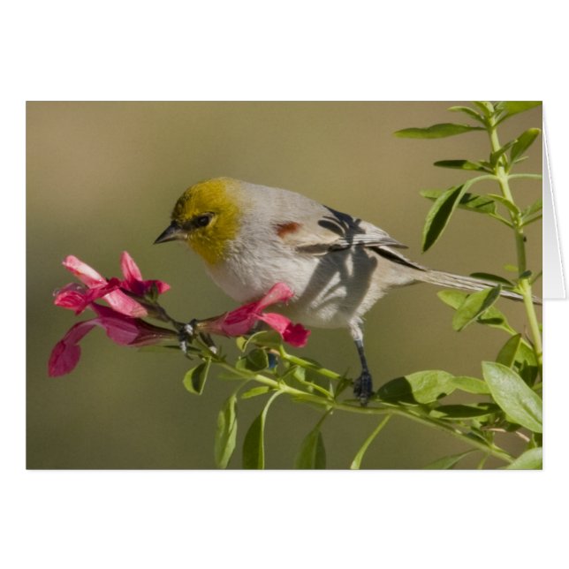 Verdin (Vorderseite (Horizontal))