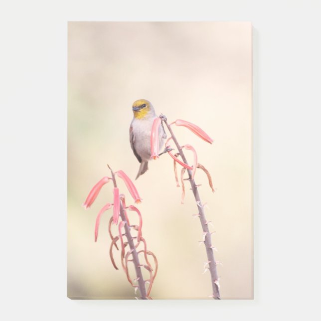 Verdin auf Penstemon Post-it Klebezettel (Vorderseite)