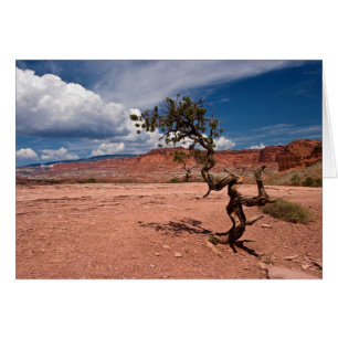 Verdrehte Pinyon Kiefer