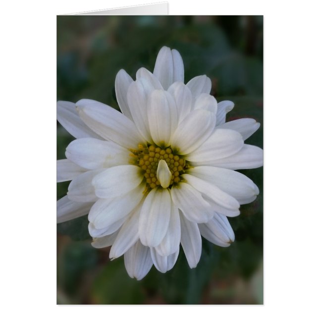 verdrilltes weißes Blatt (Vorne)