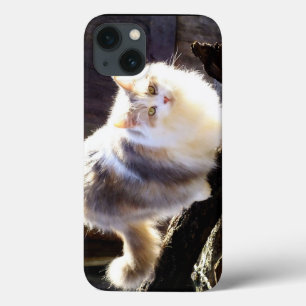 Verdünnte Calico Maine Coon Katze iPad Air Case
