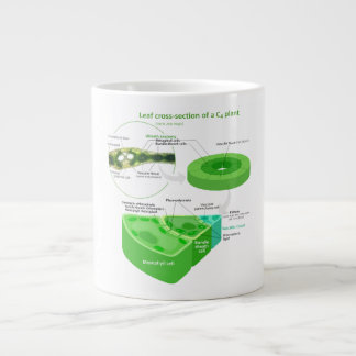 Vereinfachtes Diagramm der Fotosynthese-C4 Jumbo-Tasse