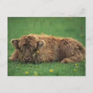 Vereinigtes Königreich, Schottland. Highland-Kalb Postkarte
