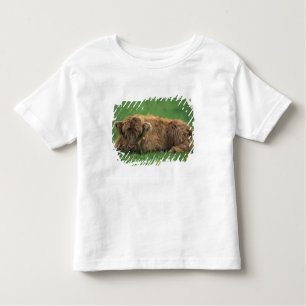 Vereinigtes Königreich, Schottland. Hochlandkalb Kleinkind T-shirt