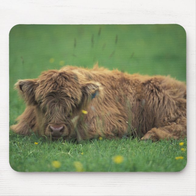 Vereinigtes Königreich, Schottland. Hochlandkalb Mousepad (Vorne)