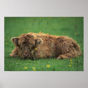 Vereinigtes Königreich, Schottland. Hochlandkalb Poster