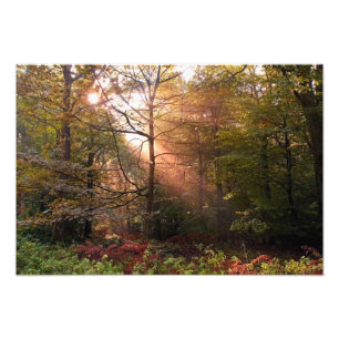 Vereinigtes Königreich Wald von Dean. Sonnenlicht Fotodruck