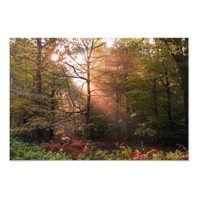 Vereinigtes Königreich Wald von Dean. Sonnenlicht  Fotodruck (Vorne)