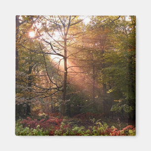 Vereinigtes Königreich Wald von Dean. Sonnenlicht Magnet