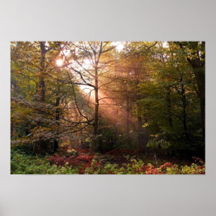 Vereinigtes Königreich Wald von Dean. Sonnenlicht  Poster