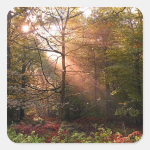 Vereinigtes Königreich Wald von Dean. Sonnenlicht  Quadratischer Aufkleber