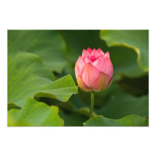 Vereinte Staaten, DC, Washington, Kenilworth Fotodruck