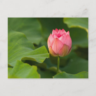 Vereinte Staaten, DC, Washington, Kenilworth Postkarte