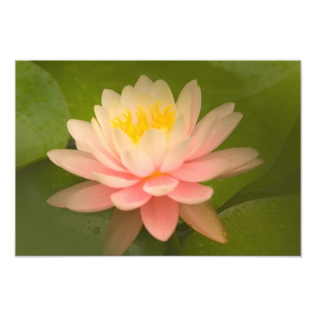 Vereinte Staaten, Maryland, Westminster, Gewerksch Fotodruck (Vorne)