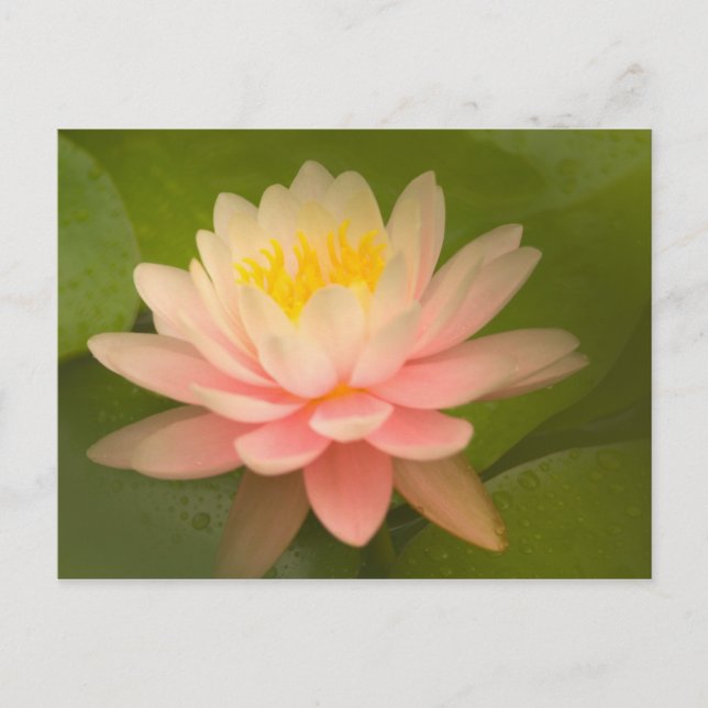 Vereinte Staaten, Maryland, Westminster, Gewerksch Postkarte (Vorderseite)