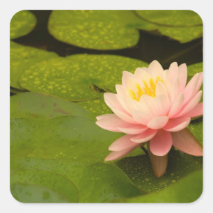 Vereinte Staaten, Maryland, Westminster, Gewerksch Quadratischer Aufkleber