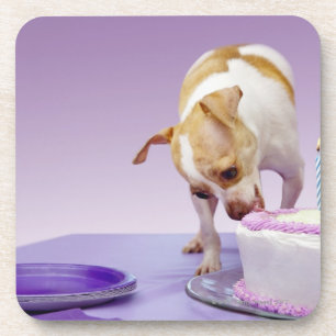 Verfolgen Sie (Chihuahua) das Essen des Untersetzer