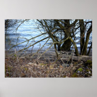Vergangene Orte , alte Bäume am Ufer des Flusses