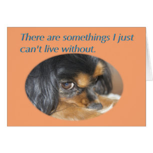 Vergebungs-Karte mit Cavalier King Charles Spaniel