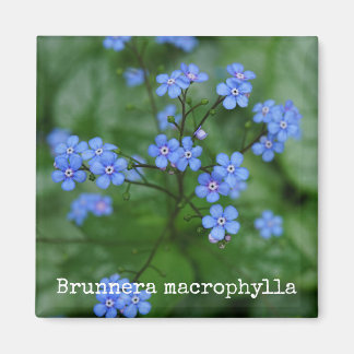Vergessen-Ich-nicht-Botanisches Magnet