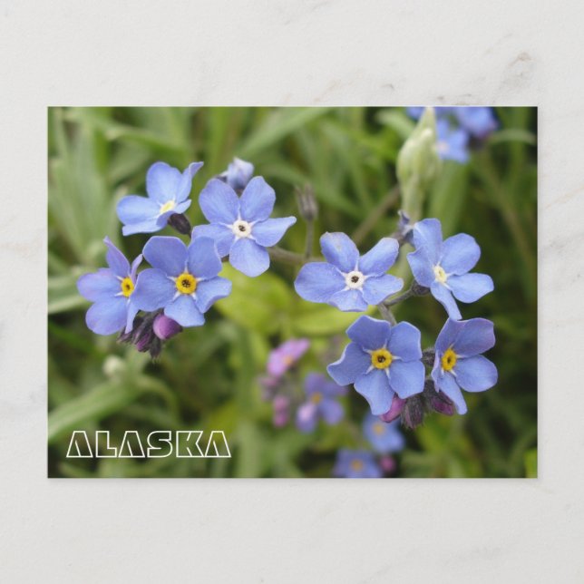 Vergessen-Me-Nots, Alaska-Staat-Blume Postkarte (Vorderseite)