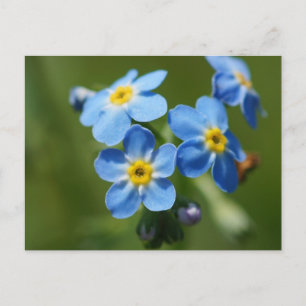 Vergessen-Me-Nots-Blume Postkarte