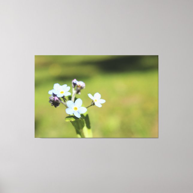 Vergessen Sie mir, Blau und Grün zu kennen Leinwanddruck (Vorderseite)