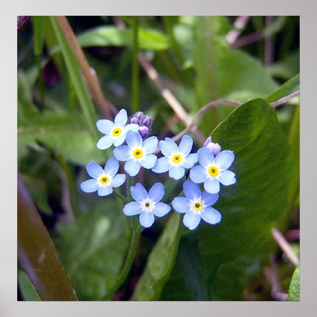 Vergessen Sie mir Noten 2 Poster (Vorne)
