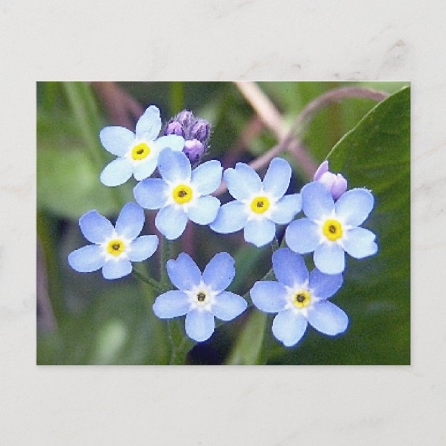 Vergessen Sie mir Noten 2 Postkarte (Vorderseite)