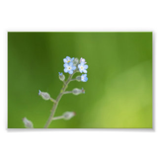 Vergessen Sie nicht-Blume Fotodruck