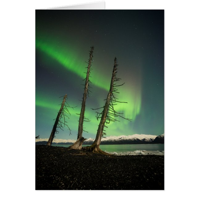 Vergessene Spruce Aurora (Vorne)