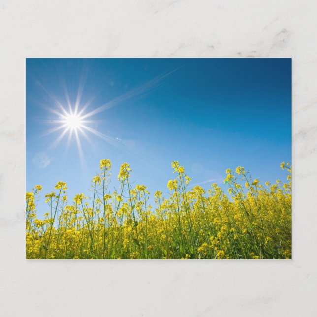 Vergewaltigungsfeld Postkarte (Vorderseite)