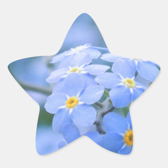 vergiss-me-not-Blume Nr. 2 fotografiert von Tutti Stern-Aufkleber (Vorderseite)